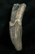Fossil Sperm Whale Tooth - Georgia #5008-1